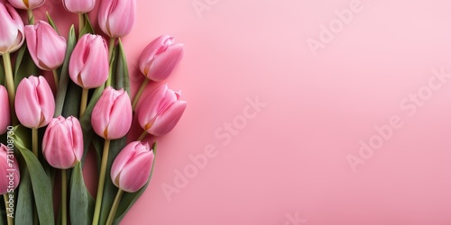 pink tulips on a pink background