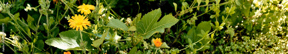Marigolds (Calendula officinalis) and fig tree (Ficus carica) grow together among the undergrowth in the patio of a town house. Detail plane. Marigolds (Calendula officinalis) and fig tree (Ficus carica) grow together among the undergrowth in the patio of a town house. Detail plane.