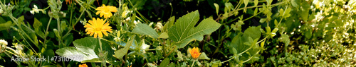 Marigolds (Calendula officinalis) and fig tree (Ficus carica) grow together among the undergrowth in the patio of a town house. Detail plane. photo