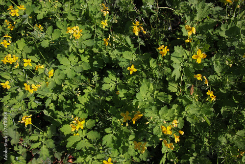 Texture of greater celandine plants ( chelidonium majus) with yellow blossoms and green leaves photo