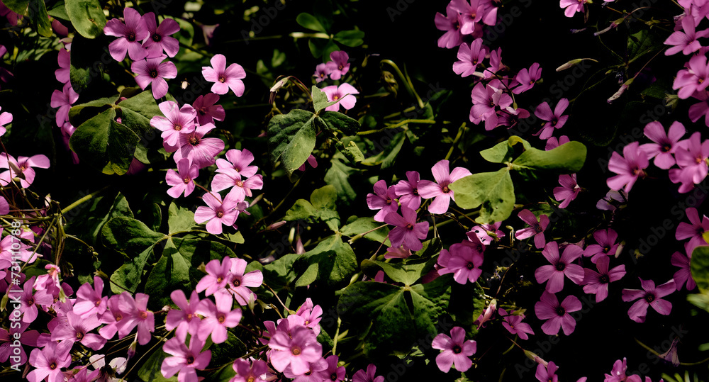 Obraz premium Rosemary (Salvia rosmarinus) and giant clover (Trifolium, Oxalis articulata) in the patio of a town house. Detail plan.