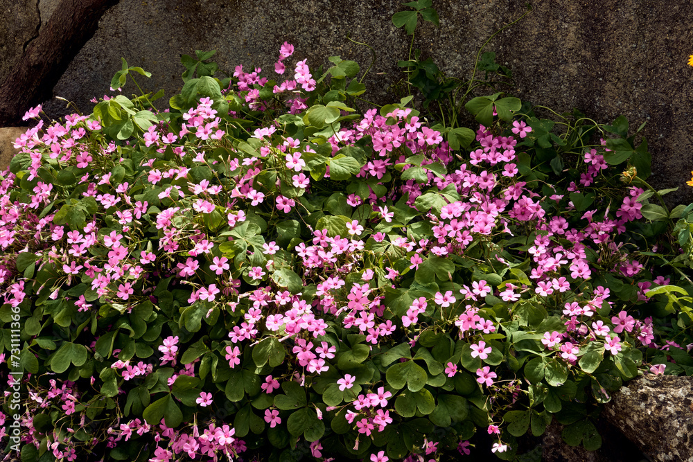 Giant clover (Trifolium, Oxalis articulata) in the patio of a town house. Detail plan. Giant clover (Trifolium, Oxalis articulata) in the patio of a town house. Detail plan.