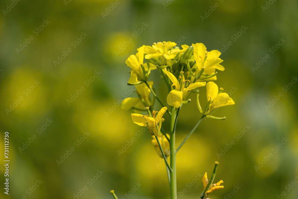Close-up of a yellow mustard flower blooming in a village field. Close-up of a yellow mustard flower blooming in a village field.