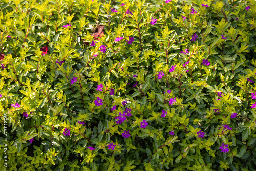 Heather Cuphea Hyssopifolia (False Heather) plant with purple flowers in the garden. It is also known as Mexican heather, Hawaiian heather, or elfin herb. Locally known as Panika Ful in Bangladesh. 