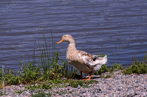 A grey duck stands on the shore of the lake