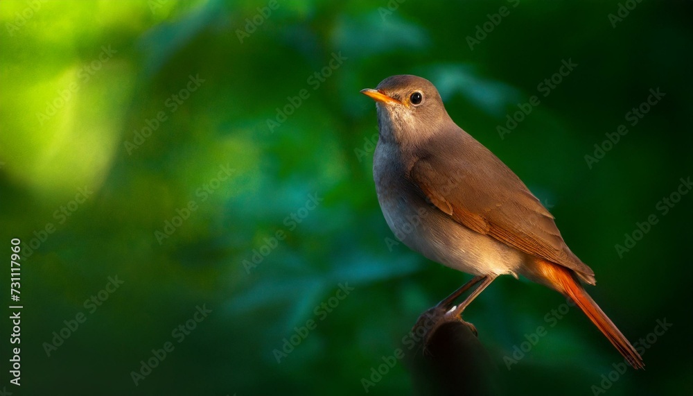 Fototapeta premium nightingale bird on a branch in green background