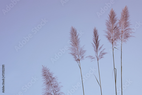 Wild grass flowers in aesthetic nature of early morning sky background. Quiet and calm image in minimal zen mood. Summer nature in pastel tone.