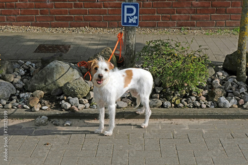 Hundeparkplatz, Kromfohrländer

Hundeparkplatz, Kromfohrländer
