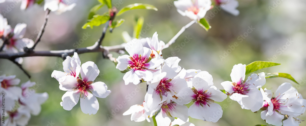 Fototapeta premium This close-up photo showcases a tree adorned with white flowers, providing a detailed view of their beauty. Almond flowers outdoors.