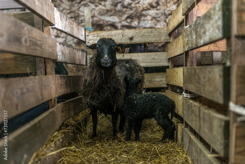 młoda czarna owieczka stojąca przy matce w zagrodzie