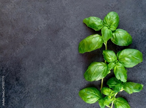 Basil on dark background with copy space