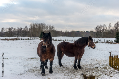 stare konie pociągowe na pastwisku zimą © Kamil_k2p