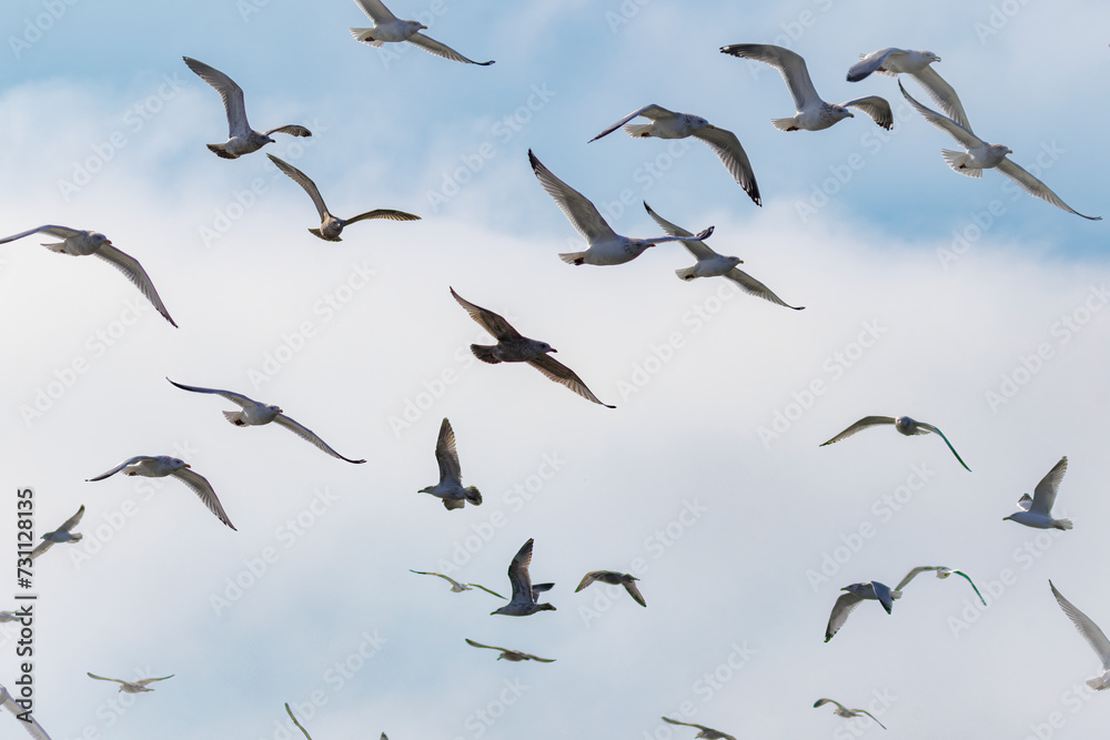 Obraz premium Seagull Skies