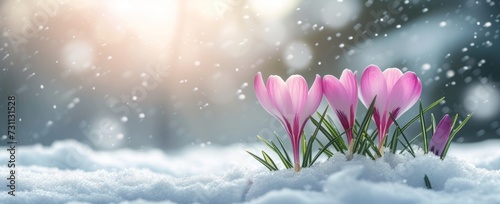 beautiful crocus flowers in the snow with white background Generative AI