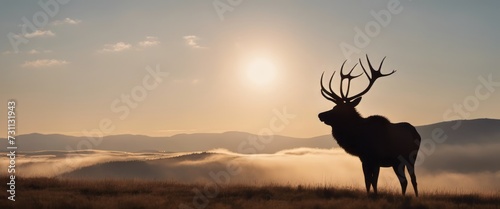 Silhouette of a large bull Elk stag walking on the prairie against the sky at sunrise Rocky Mountain © Adi