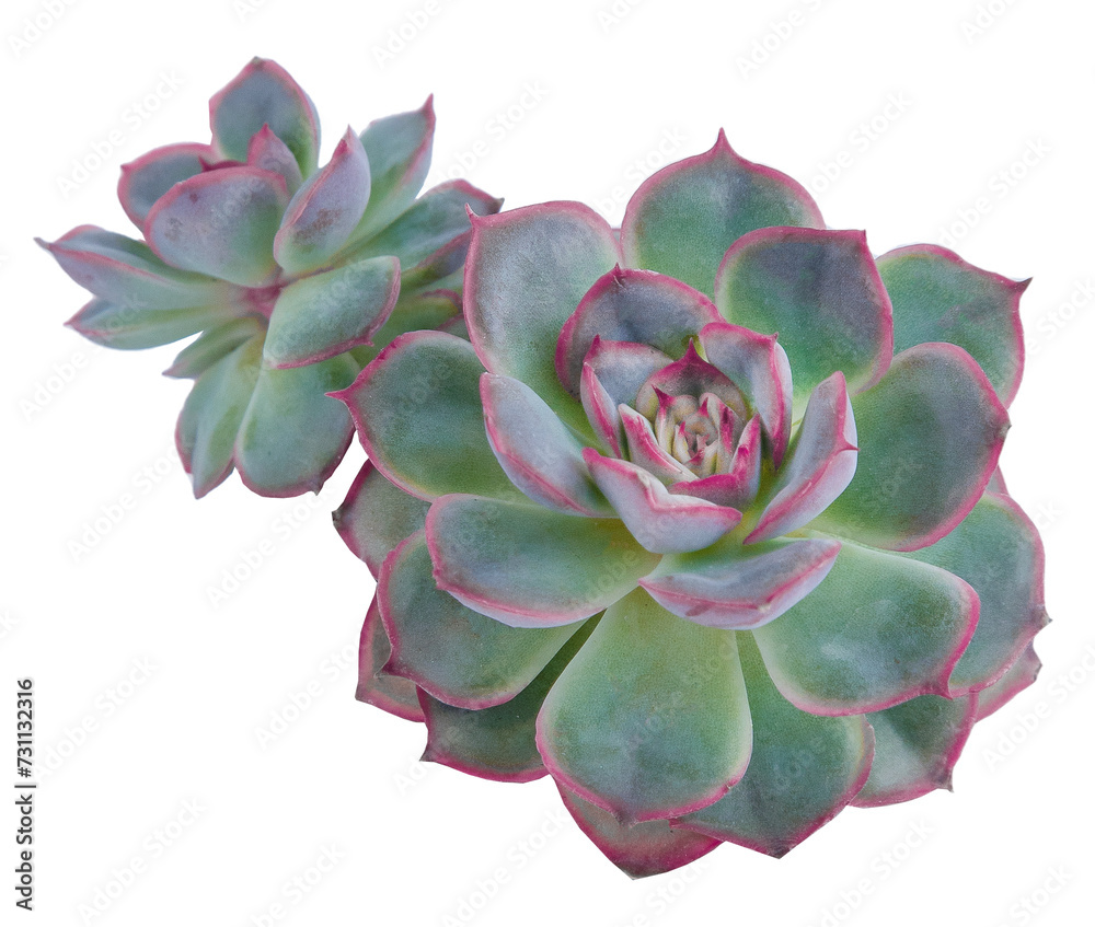 Echeveria plant succulent. Green little flower isolated on white background Echeveria plant succulent. Green little flower isolated on white background