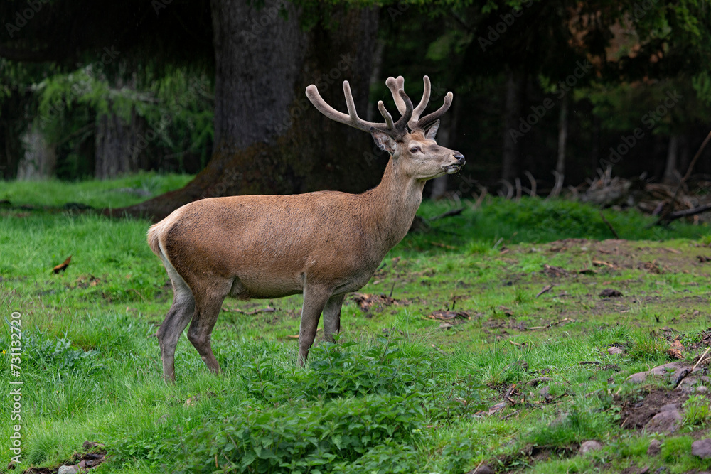 Cervi del parco di Paneveggio Trento Italia