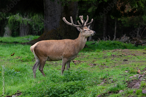 Cervi del parco di Paneveggio Trento Italia