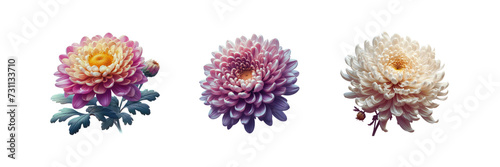 Collection Set of Chrysanthemum Flower  isolated over on transparent white background 