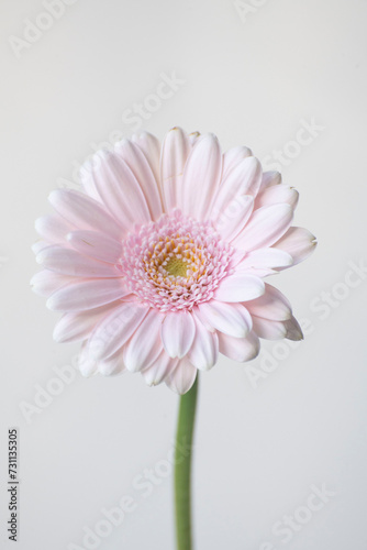 pink gerbera flower