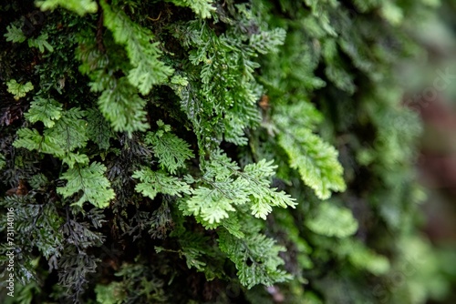 A closeup image showcasing the texture and freshness of green moss on a tree  surrounded by a vibrant display of various plants  herbs  and vegetables in a lush garden  embodying the essence of organi