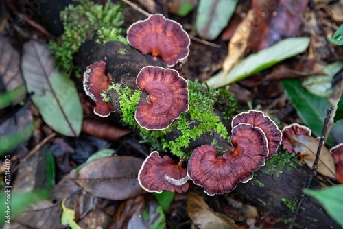 Mushrooms growing in a forest and on a tree