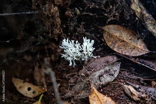A frog among mushrooms and leaves on a snowy forest floor, highlighting nature's textures and wildlife in autumn