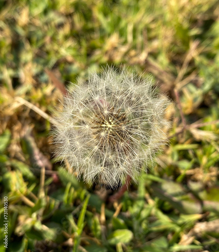 Diente de león 