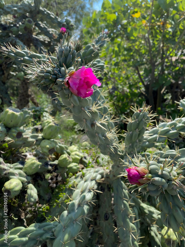 Flor de cactus 