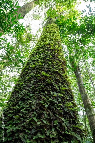A lush forest trail winds through towering trees and vibrant greenery, highlighting the diverse beauty of nature in summer