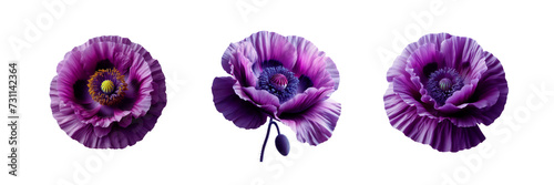 Collection Set of beautiful  Poppy Flower  isolated over on transparent white background