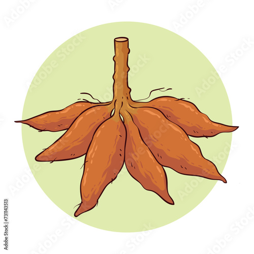 hand drawn cassava illustration