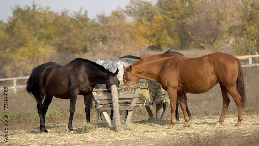 A herd of horses graze on a green meadow A herd of horses graze on a green meadow