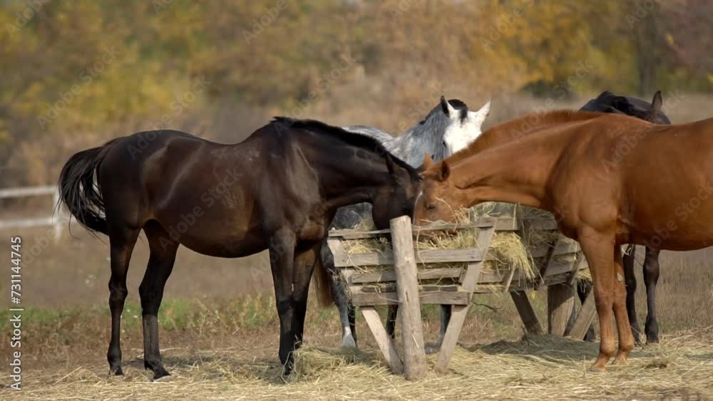 A herd of horses graze on a green meadow