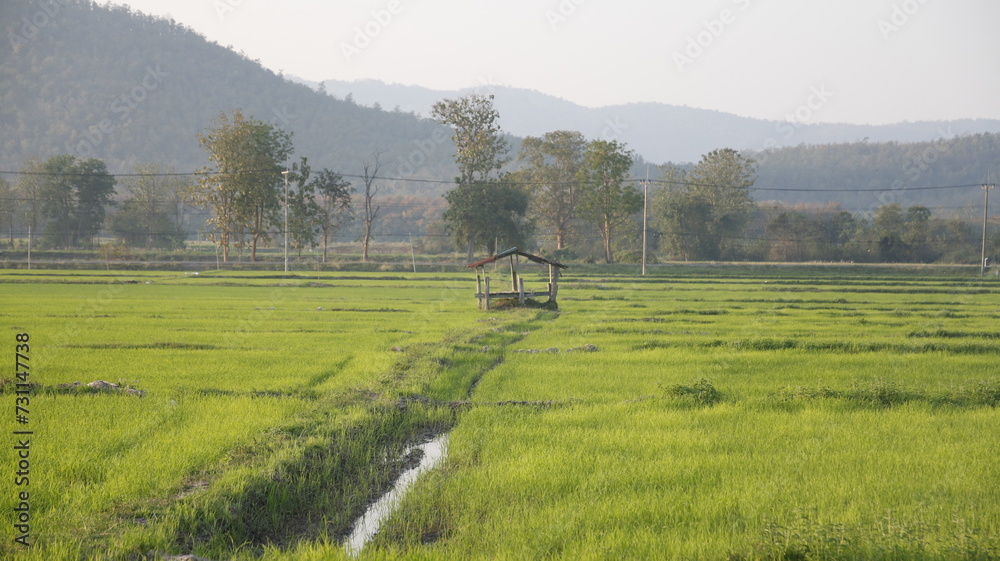 Obraz premium nature rice fields