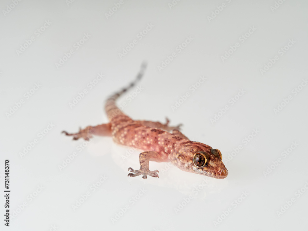 Naklejka premium Mediterranean House Gecko on a white background. Hemidactylus turcicus