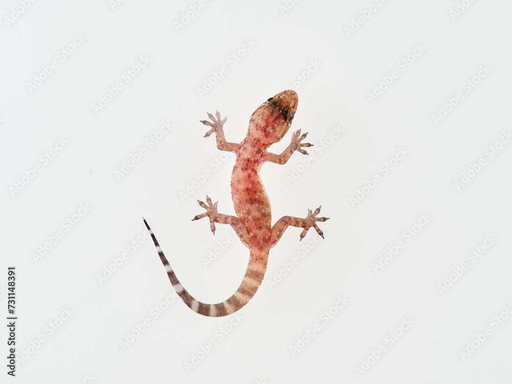 Naklejka premium Mediterranean House Gecko on a white background. Hemidactylus turcicus