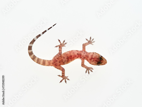 Mediterranean House Gecko on a white background. Hemidactylus turcicus