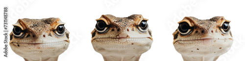 Three Gecko Heads in Close-up  Expressive Wildlife Portraits on White Background