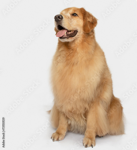 Happy smiling Golden retriever dog sit posing isolated on white background