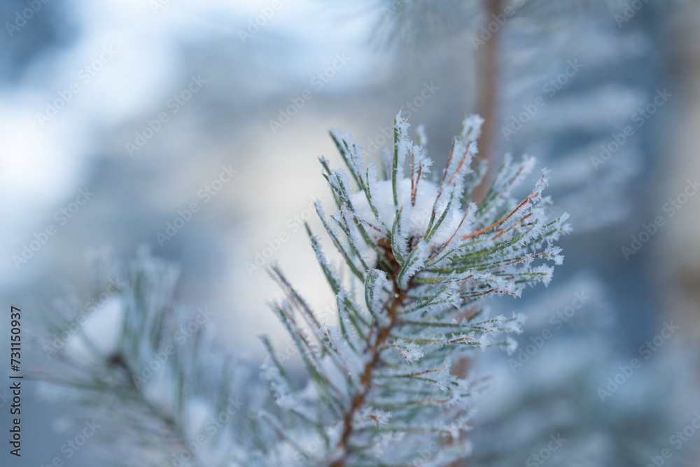 Close up of pine tree branch in snow and frost with background of forest. Beautiful winter shot, cold temperatures, snow and frost on trees