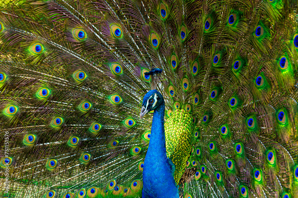 Obraz premium Peacock,Picture of a beautiful peacock with feathers removed,Blue Peacock 