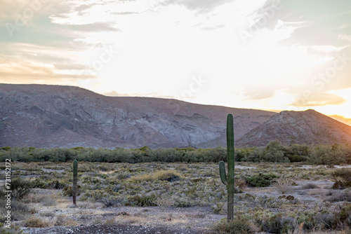 Photography Mexican desert landscape with saguaros cactus, steppes, wild vegetation and scru