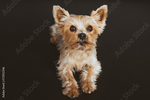 Hund | Yorkshire Terrier