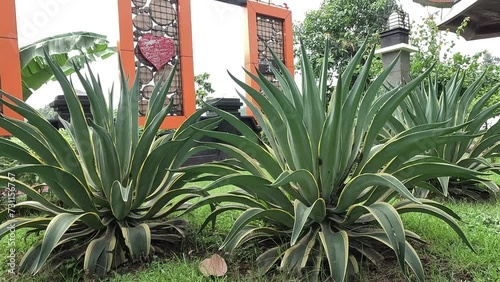 Agave lophantha (Also known thorncrest century plant, Big Lechuguilla). thorn crest agave leaf tips are dangerously rigid and sharp and can cause injury to humans and inflatible sports balls. photo