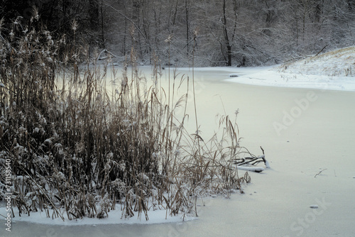 Winter at the pond