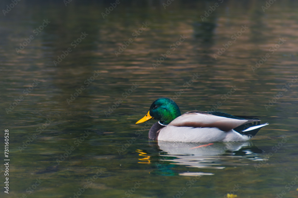 Ducks in a lake in public park Ducks in a lake in public park
