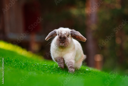 Cute Easter Bunny photo