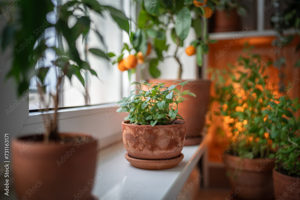 Seedlings of Melissa plant in old terracotta pot on windowsill, houseplants on background. Growing aromatic fresh lemon balm herbs at home. Indoor gardening, homegrown concept.