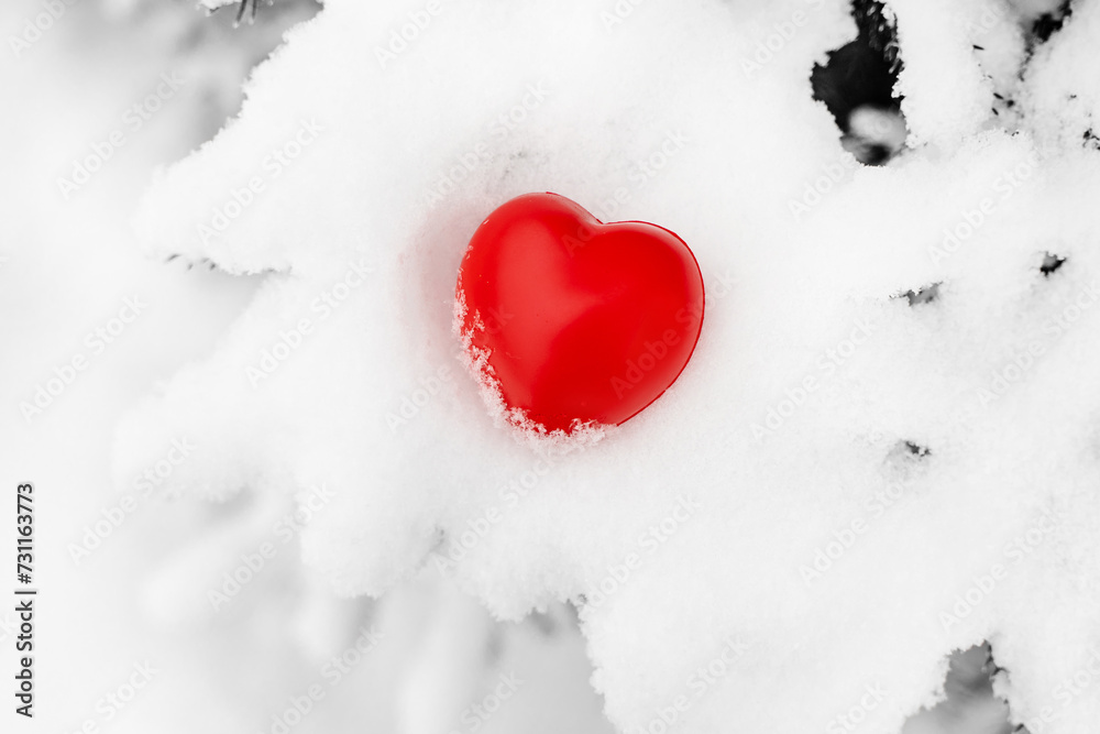 A red heart on a branch of a fir tree in the snow in winter in the park. Concept of winter, Christmas, new year, comfort and warmth